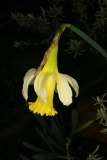 Narcissus pseudonarcissus RCP2-09 105.jpg